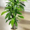 Dracena-Palme