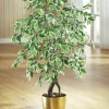 Ficus im Topf
