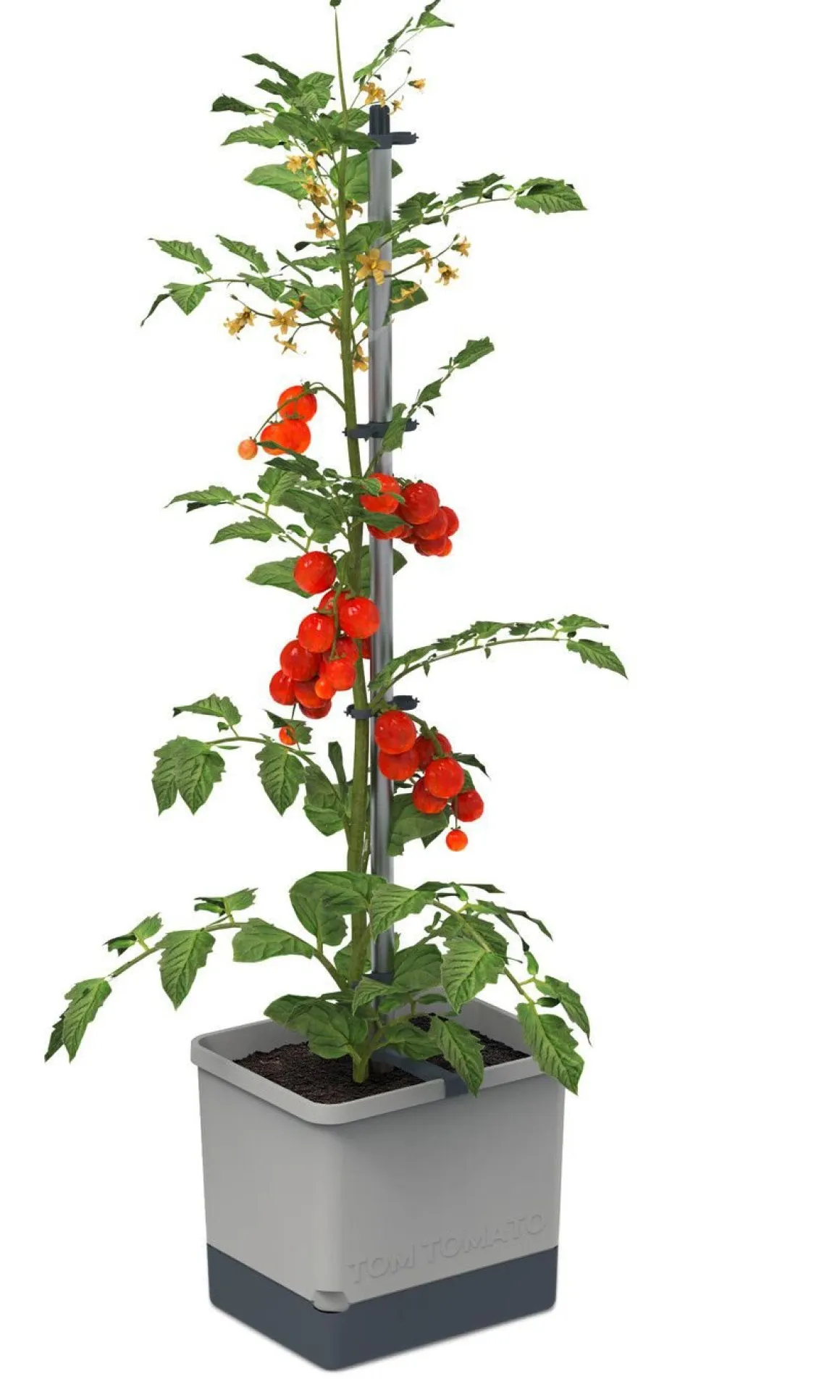 Gusta Garden Tom Tomato mit Bewässerungssystem