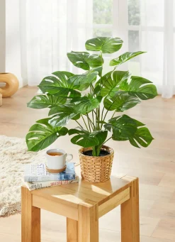 Monstera