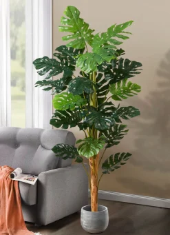 Monstera im Topf