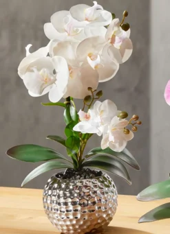 Orchidee Phalaenopsis in Keramikschale