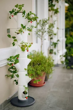 Pflanz-System Sissi Strawberry