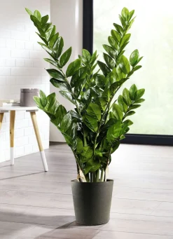 Zamifolia im Topf